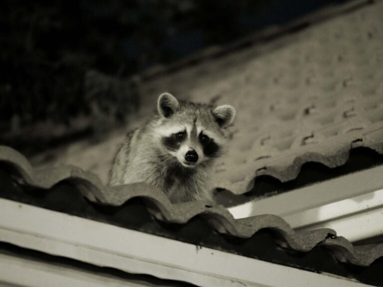 Raccoon on rooftop at night.