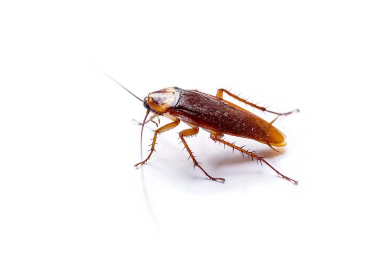 Close-up of brown cockroach on white background.