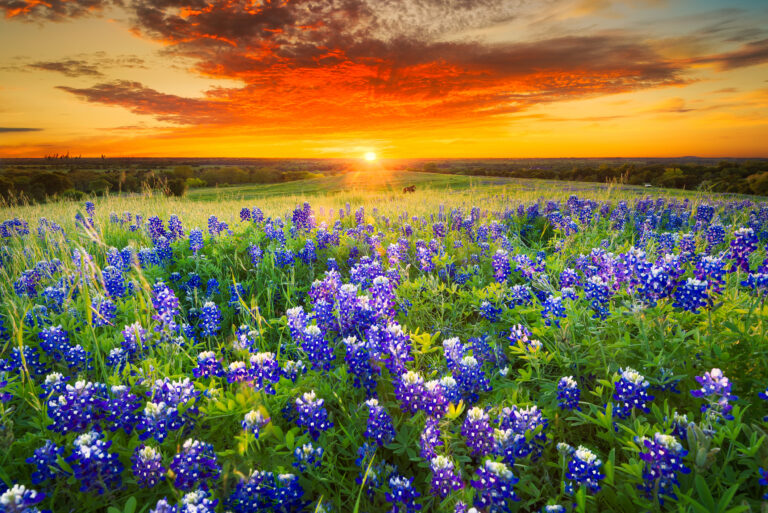 Foam vs. Fiberglass: Best Attic Insulation for Texas Heat. Sun over bluebonnets